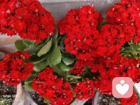  以前我们觉得，人生要轰轰烈烈、出人头地、万众瞩目。现在才懂，人生最高级的活法，是心安理得做自己。敬自己一杯吧！人生下半场，最高级的活法，只有一句话：只讨好自己，对全世界温柔，但绝不委屈自己。配图