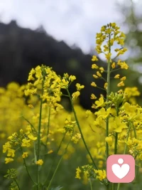 一、感觉很难时，告诉自己：再坚持一下，别辜负了曾经经历的苦难与磨练。 

二、要么承受自律的苦，要么承受一事无成的苦，眼下暂时的不适合将来的后悔，你总得选一样。

三、在这个光怪陆离的人间，没有谁可以将日子过得行云流水。但我始终相信，走过平湖烟雨，岁月山河，那些历尽劫数、尝遍百味的人，会更加生动而干净。时间永远是旁观者，所有的过程和结果，都需要我们自己承担。——白落梅 

美好的一天开始了！
早安，亲们！配图