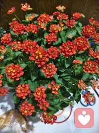 一、有德即是福，无嗔即无祸，心宽寿自延，量大智自裕。

二、不要轻言为谁付出和牺牲，其实所有的付出和牺牲最终的受益人都是自己。人生就是一场与任何人无关的独自的修行。 

三、【人生七味心药】1、心善，善乐好施；2、心宽，宽大为怀；3、心正，正大光明；4、心静，静心如水；5、心怡，怡然自得；6、心安，安常处顺；7、心诚，诚心诚意。”这样，我们才能医治自己的“百病”从而精神焕发、光彩照人！配图
