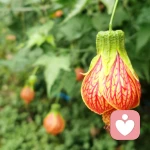 芬芳的头像