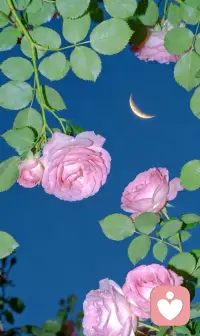 一個人發自內心的改變，
是因為感受到了愛，而不是被要求。
孩子如此，大人亦如此！配圖