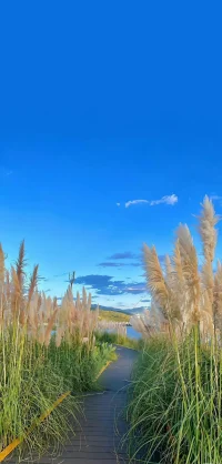 夢是愿望的滿足
本我過去在哪里，自我就應(yīng)在哪里
我們只所以不是響尾蛇有 2 個原因，第一我們父母都不是，第二我們不住在沙漠的中央