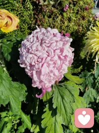 生氣不如爭氣
長脾氣不如長本事配圖