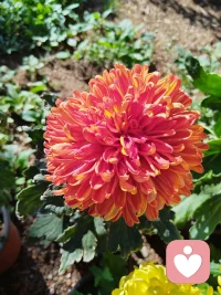 接納自己的錯(cuò)，因?yàn)殄e(cuò)誤已經(jīng)不能改變。
接納別人的錯(cuò)，因?yàn)閯e人你也無法改變。配圖