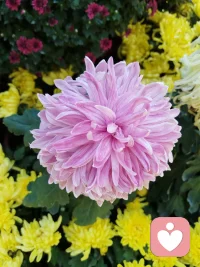 不要讓過去把自己限制住。
要用未來引領自己。配圖