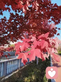 在所有的关系困扰或障碍中，最大的负面因素，往往不是混乱了秩序，就是没有尊重规律和界限。