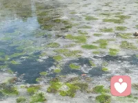 大年初三，冰河开化，绿色的水草一片一片的浮现出来。
愿马年您冰冻的心融化，生活越来越美好，爱和阳光围绕着你。
祝福您马年大吉！配图