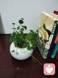 你不必等到完美才发光，你的不完美，正是生命相遇的理由。配图