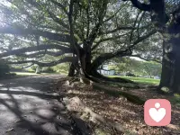 独爱各种老树，他们经历狂风暴雨，折枝断根，依然向下扎根，向上成长，枝繁叶茂。配图