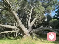 独爱各种老树，他们经历狂风暴雨，折枝断根，依然向下扎根，向上成长，枝繁叶茂。配图