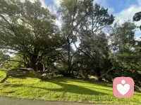 独爱各种老树，他们经历狂风暴雨，折枝断根，依然向下扎根，向上成长，枝繁叶茂。配图