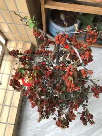 過年買的金玉滿堂，養了十天多就開始枯枝，后來又冒新芽，這幾天天氣冷了，新芽又有些想枯萎。失落-驚喜-失望，有時人的心情會隨著外物變化而變化。當我們心情不愉悅的時候，允許心情不愉悅，感受這種心情給身體帶來的感覺，漸漸發現這種心情并不會困擾你太久。配圖