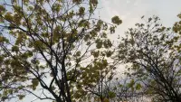 廣州的黃花風(fēng)鈴，美極了！配圖