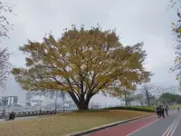 再看看其他的樹木，身臨春天，卻感受到春夏秋的氛圍感。配圖