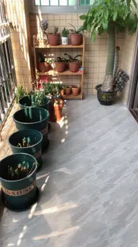記錄家里種的花花配圖