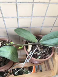 蝴蝶蘭終于打花苞了配圖