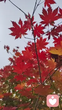 這天也太冷了，都凍手了。