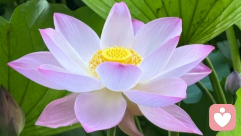 爱情
