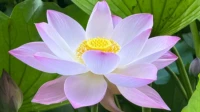 子女求學
