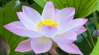 應(yīng)對疾病