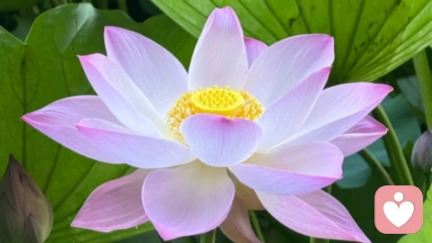 國際戀情