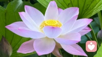 教师节