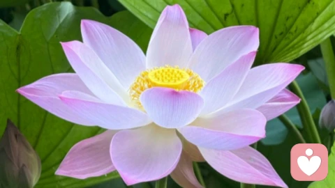 更年期