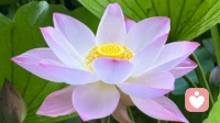 更年期
