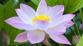 真心