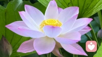 绿帽癖