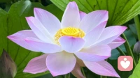 父爱缺失
