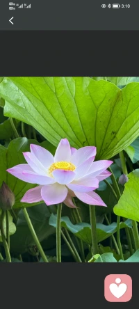 吵架不是比誰聲音大，而是爭取理解與結果。掌握三點，讓你“吵”出水平：

1. 先說共同目標，對抗變合作
   開口別指責。先說：“我們都希望問題能解決，對吧？”或“我理解你是為了…好”。先把雙方拉到同一陣營，卸下對方防備，后面的批評才聽得進去。
2. 講事實與感受，不貼標簽
   用“我”開頭，描述具體行為+你的感受。把“你這個人太自私了！”換成：“昨天你沒洗碗（事實），我下班很累還要收拾，覺得有點委屈（感受）。” 指責引發反擊，感受引發共鳴。
3. 先聽后說，聽懂言外之意
   對方激動時，強行打斷只會升級沖突。忍住反駁沖動，聽完后復述：“你的意思是…嗎？”確認他的核心訴求。很多時候，對方只是需要被看見情緒。情緒被接住，問題就解決了一半。

核心：吵架的目的不是贏，而是解決問題。 當你帶著“共同解決問題”的心態去溝通，措辭和態度自然會改變，結果也截然不同。配圖