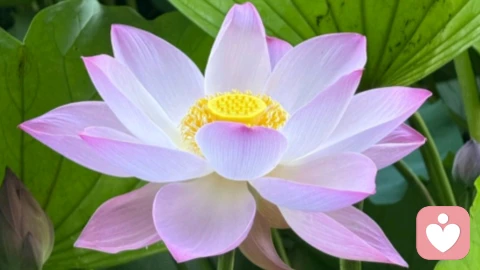 不想离婚，丈夫频繁出轨如何应对