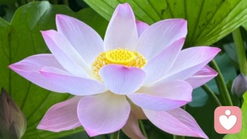 越是在意的亲密关系越是相处不好