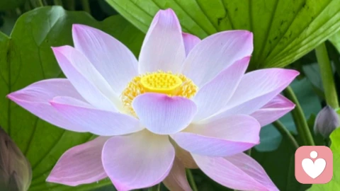 应对情侣的算计