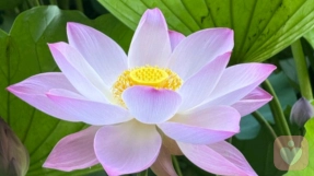 应对情侣的算计