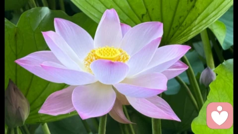 正念压力管理