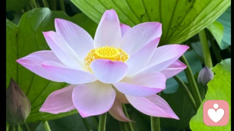 安放情欲