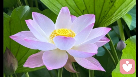 解开心结