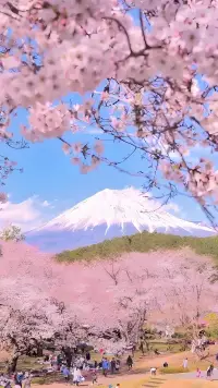 你不需要完美，只需要真實地活著，就像春天的櫻花不必抗拒飄落。配圖