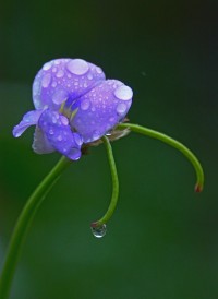 雨后清晨总是让人神清气爽。配图