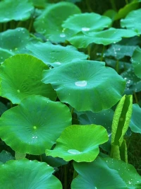 听了两天雨，看了满树花
绿意弥漫间，沉醉不知归路