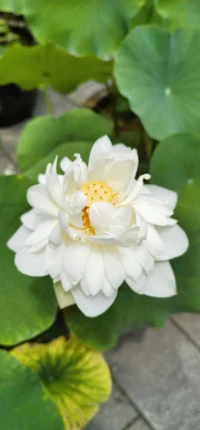 晨风中的白荷，像生活递来的一句“早安”：简单即温柔，纯净即力量🌞