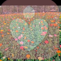 繁花??心理
