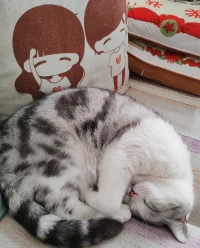 学会像猫一样的生活，睡足够多的觉，晒足够多的太阳。看不懂主人的脸色，听不懂主人的口令，按照自己的意愿过自己悠闲自在的一生。配图
