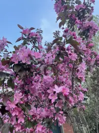 古人的古詩詞浪漫

認識你很幸運：
幸得識親桃花面，從此阡陌多暖春

越來越喜歡你：
初見乍歡，久處仍怦然

每時每刻都在想你：
長相思兮長相憶，短相思兮無窮極

把最好的給你：
我愿提筆畫盡天下，許你一世繁華

想永遠跟你在一起：
風有約花不誤，年年歲歲不相負

一生只愛你一人：
一城煙雨一樓合
一花只為一樹開配圖