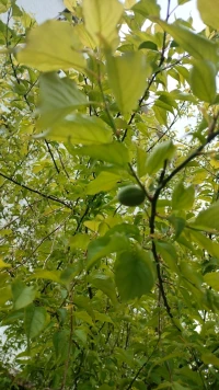 这棵树我种了三年，今年终于开花结果了，虽然只有一颗，但总归，回应我了不是嘛配图