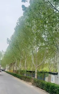 《用生命影響生命》泰戈爾
把自己活成一道光，
因為你不知道，誰會借著你的光，
走出了黑暗。請保持心中的善良，
因為你不知道，誰會借著你的善良，
走出了絕望。請保持你心中的信仰，因為你不知道，誰會借著你的信仰，走出了迷茫。請相信自己的力量，因為你不知道，誰會因為相信你，而開始相信了自己……愿我們每個人都能活成一道光，綻放著所有的美好。配圖