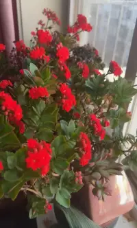“没有人天生擅长经营爱情。
如果有一天你感到疲惫或犯错，
可以试着说：‘我现在不知道该怎么办，但我愿意和你一起面对。’
真诚的脆弱反而可能让彼此更靠近。”
（破除对“完美关系”的执念）配图