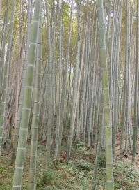 学龄前期（6~12岁）
冲突:勤奋与自卑
通过学习和社交活动掌控技能，获得成就感。形成“能力”，具备坚持和解决问题的信心。
消极结果:感到不如他人，产生自卑或者逃避挑战。配图